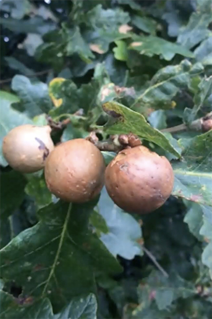 (3:04) Oak Galls form when a wasp lays its eggs on a growing bud of an oak tree. 